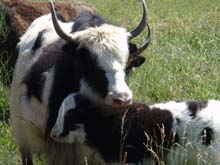 Picture of 125Y and her baby